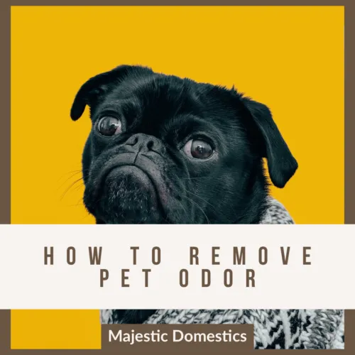 how-to-remove-pet-stains-500x500-1920w